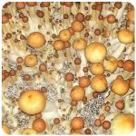 Псилоцибиновые (галлюциногенные)  грибы Psilocybin "Golden Teacher" в Кондопоге