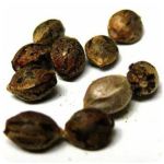 Семена марихуаны АК-47  (Seeds AK-47) в Кондопоге